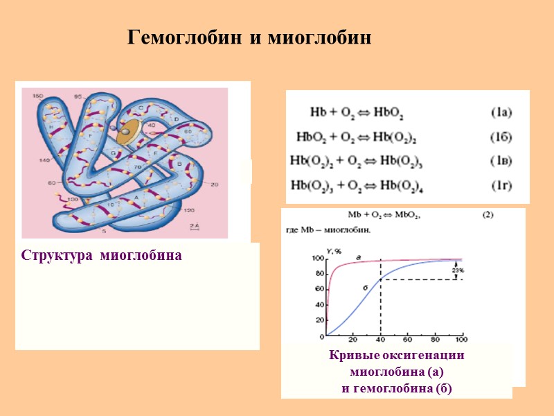 Гемоглобин и миоглобин Структура миоглобина    Кривые оксигенации  миоглобина (а) и